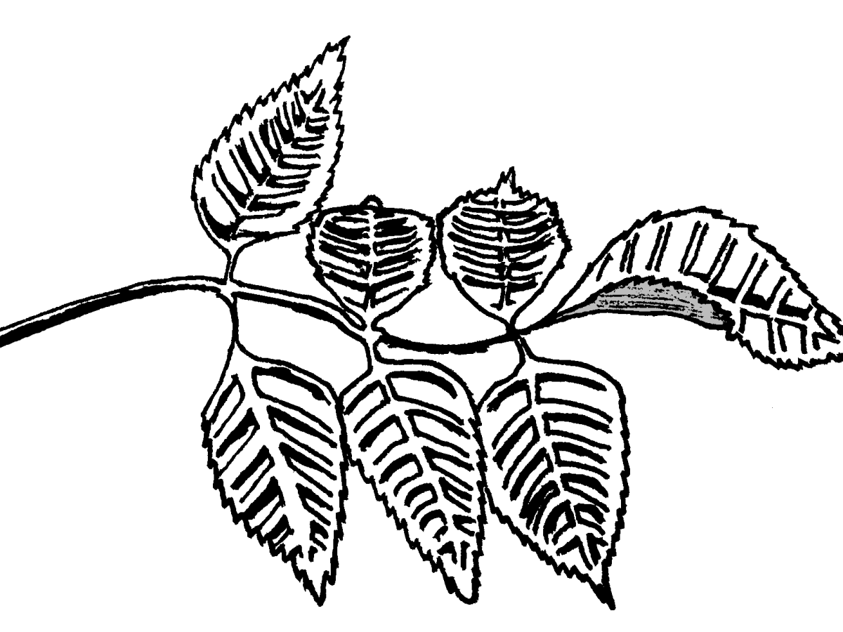 Anscai and the Ash&nbsp;Trees